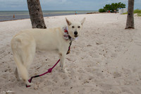 Cindy & Brents Key West Casual Wedding-1