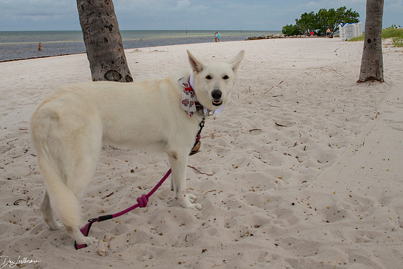 Cindy & Brents Key West Casual Wedding-1