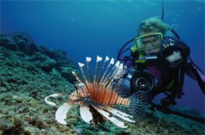 0_0_0_0_294_194_library_56935